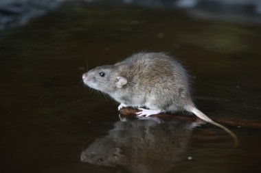 Brown rat rattus norvegicus