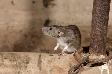 Brown rat rattus norvegicus
