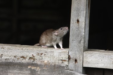 Brown rat rattus norvegicus