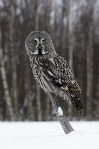 Groot-grey owl, strix nebulosa — Stockfoto