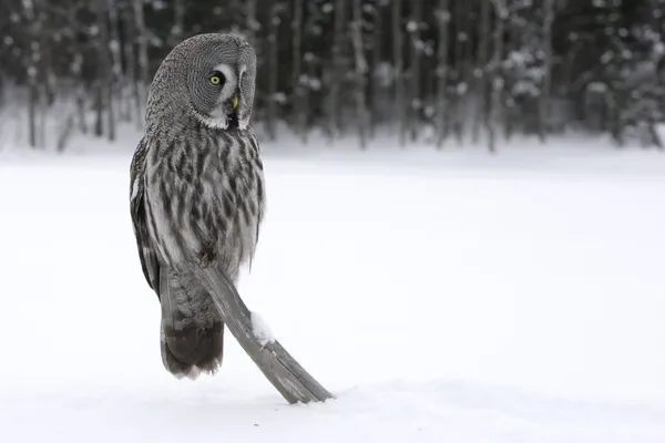 Búho gris, Strix nebulosa — Foto de Stock