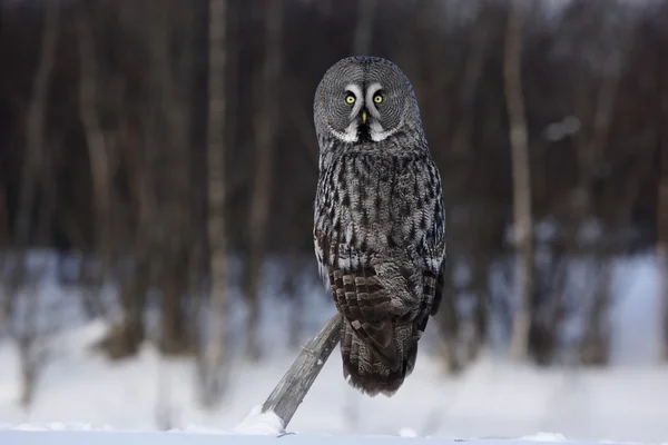 Great-grey owl, Strix nebulosa — Stock Photo, Image