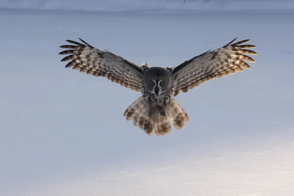 Burung hantu abu-abu besar, Strix nebulosa — Stok Foto