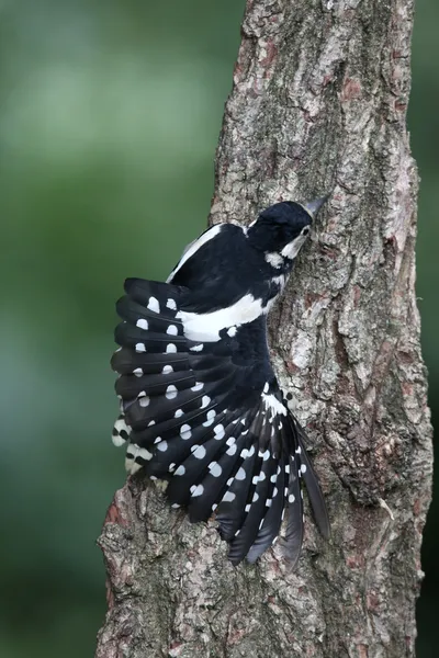 大斑啄木鸟啄木鸟 — 图库照片
