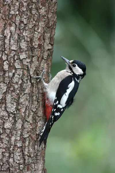 Great-spotted woodpecker, Dendrocopos major — Stock Photo, Image