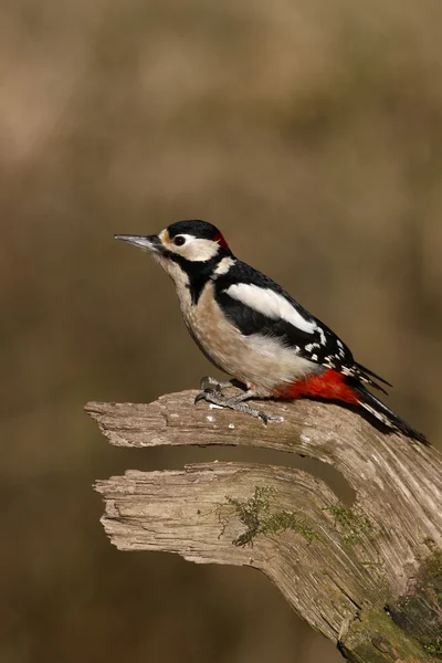 Pájaro carpintero de grandes manchas, Dendrocopos major — Foto de Stock