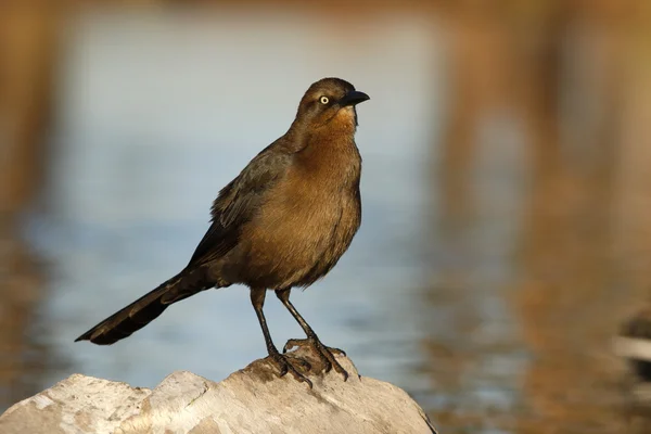 Groot-tailed Grackle gras, quiscalus mexicanus — Stockfoto