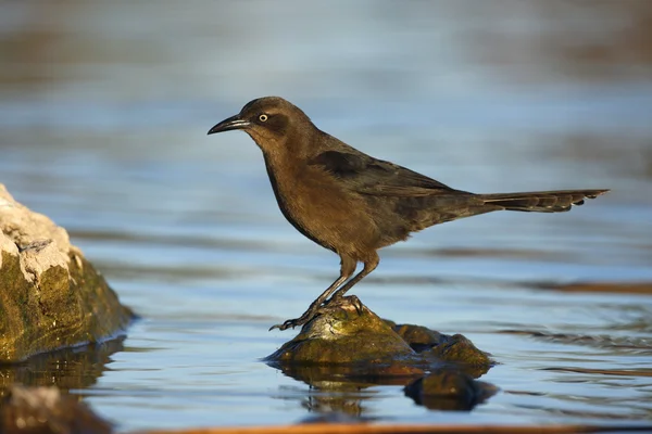 Great-tailed grackle, Quiscalus mexicanus — Stock Photo, Image