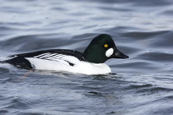 Knipa, bucephala clangula — Stockfoto