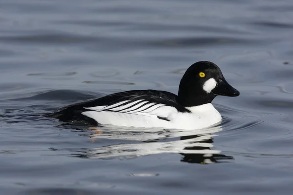 Goldeneye, Bucephala clangula — Fotografia de Stock