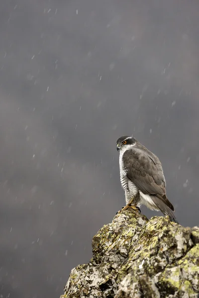 Goshawk, Accipiter gentilis — Stock fotografie