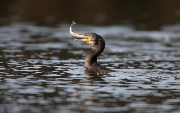 Great cormorant, Phalacrocorax carbo — Stock Photo, Image