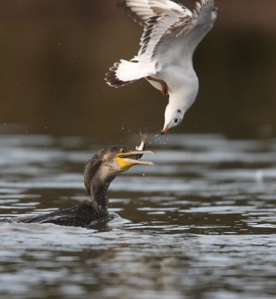 Gran Cormorán, Phalacrocorax carbo —  Fotos de Stock