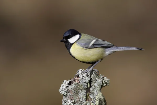 Büyük baştankara parus major — Stok fotoğraf