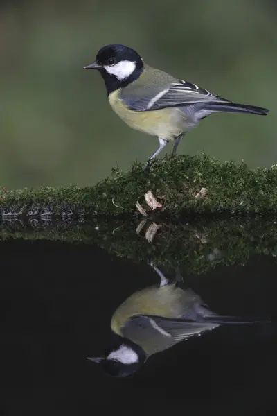 Talgoxe, parus major — Stockfoto