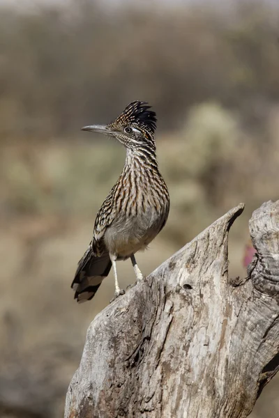 Greater roadrunner, Geococcyx californianus — Stock Photo, Image