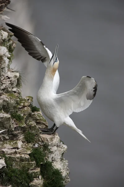 Gannet, Sula bassana — Stockfoto