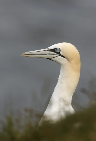 Gannet, Sula bassana – stockfoto