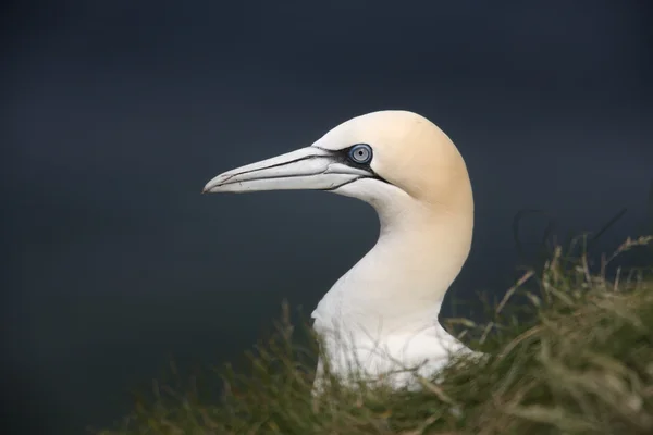 Gannet, Sula bassana – stockfoto