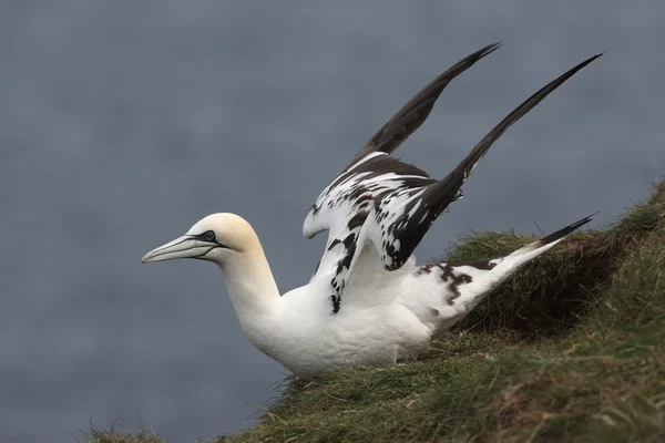 Gannet, Sula bassana — Stok Foto