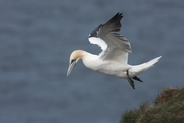 Gannet, Sula bassana — Stockfoto