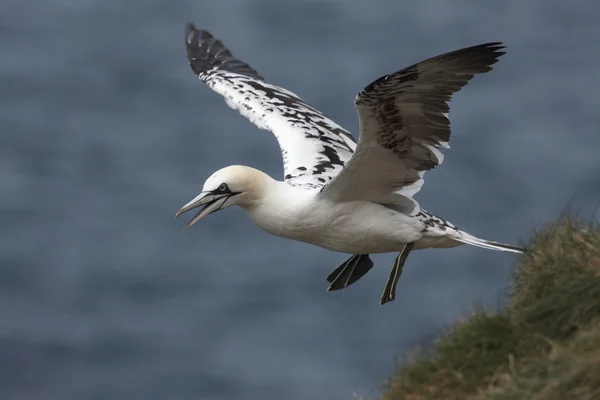 Gannet, Sula bassana — Stockfoto