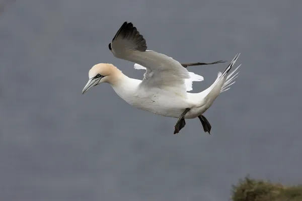 Gannet, Sula bassana — Stok Foto