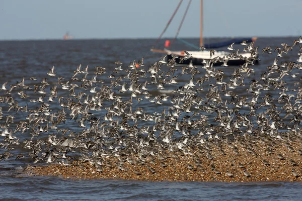 Kärrsnäppa calidris alpina — Stockfoto