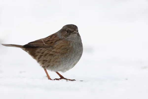 Passero siepe o Dunnock, Prunella modularis , — Foto Stock