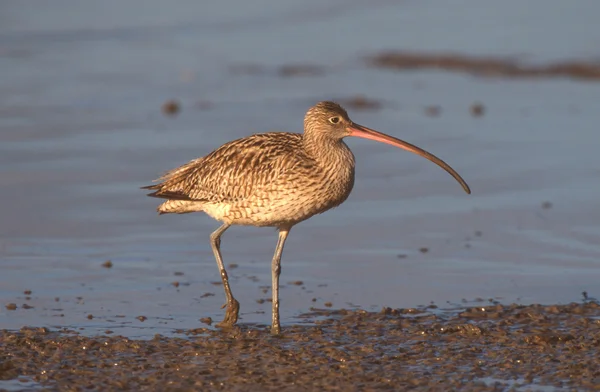 Östra curlew, numenius madagascariensis — Stockfoto