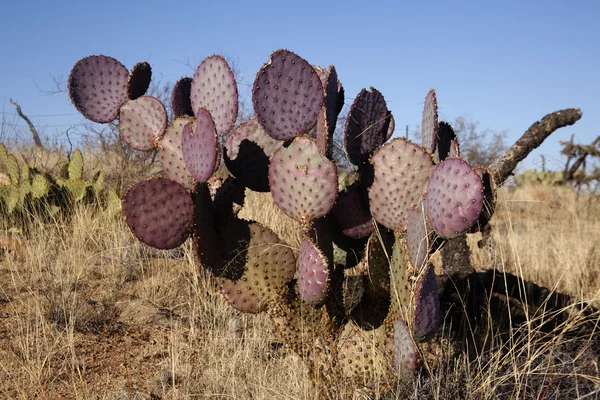 Engelmanns cactus of prickly pear, opuntia engelmannies — Stockfoto