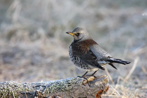 Feldarbeit, Turdus pilaris — Stockfoto