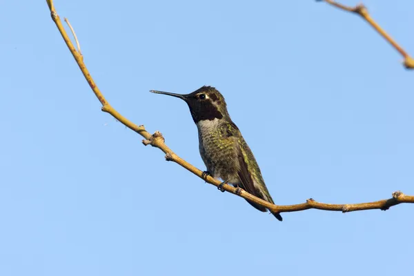 Costa koliber, calypte costae — Zdjęcie stockowe