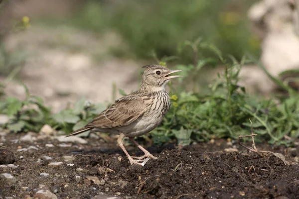 Crested lark, Galerida cristata — Stock Photo, Image