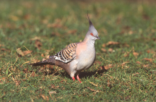 Хохлатый голубь, геофашистские лофоты
