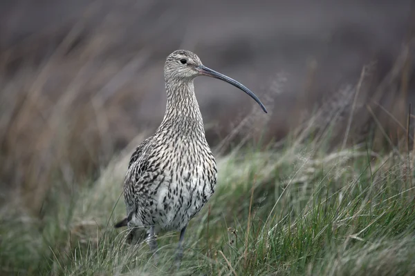 Curlew, 40 лет, Numenius arquata — стоковое фото