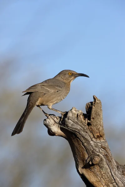 Krzywa zapowiadane thrasher, toxostoma curvirostre — Zdjęcie stockowe