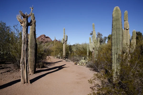 Desert, Arizona — Stock Photo, Image