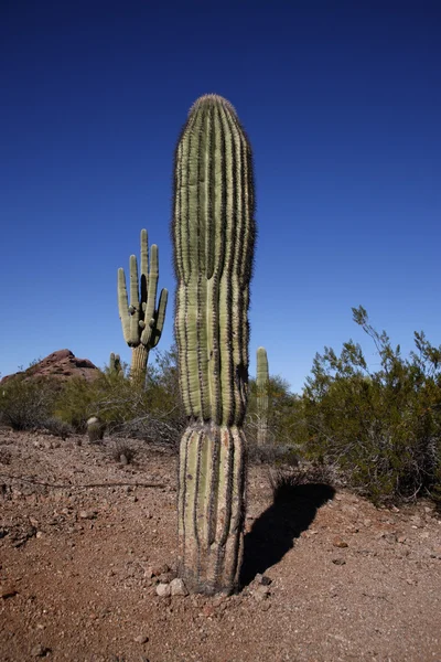 Cactus planten in de woestijn, arizona — Stockfoto