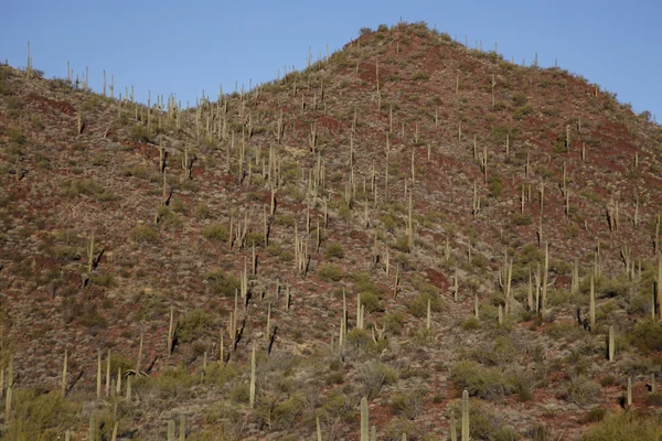 Cactus plants in desert, Arizona — Stock Photo, Image