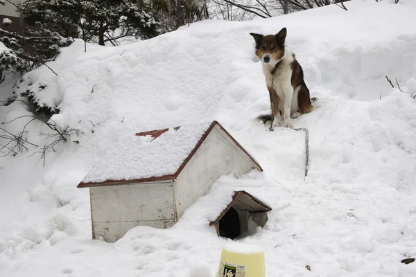 Собака и питомник в снегу , — стоковое фото