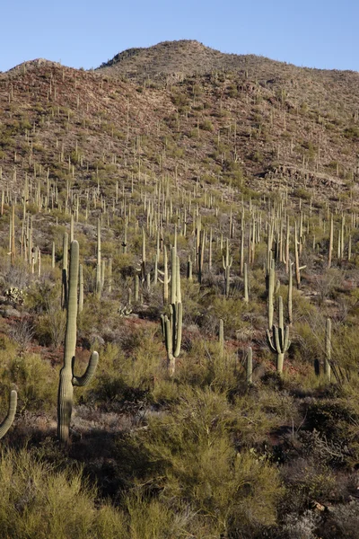 Cactus plants in desert, Arizona — Stock Photo, Image