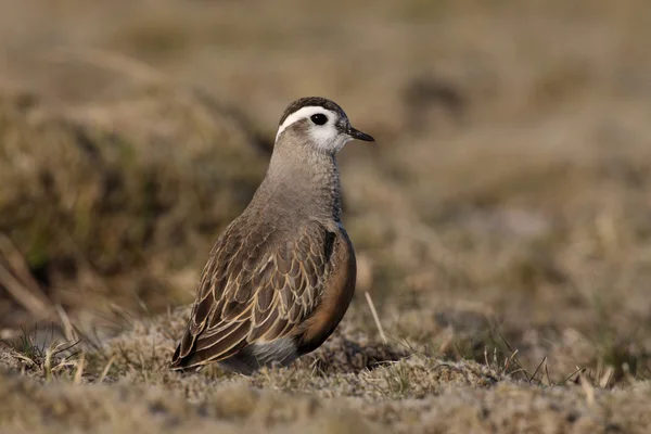 Dotterel，charadius morinellas — 图库照片