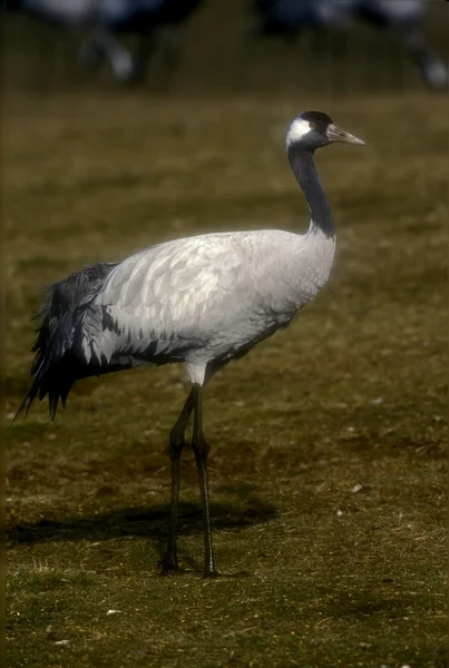 Grúa común, Grus Grus — Foto de Stock