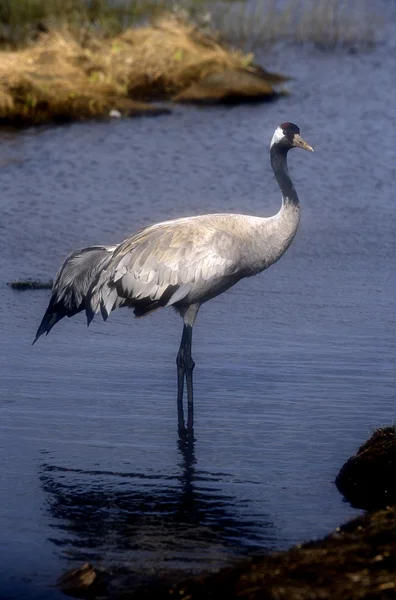 Grúa común, Grus Grus — Foto de Stock