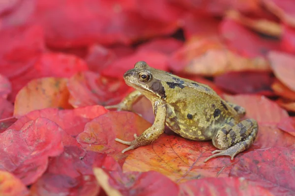 Gemensamma groda, rana temporaria — Stockfoto