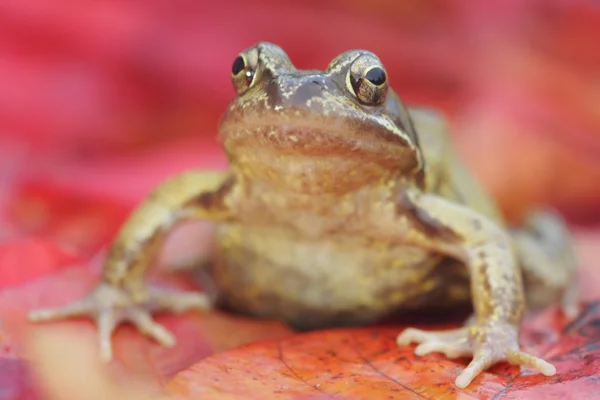 Grenouille commune, rana temporaria — Photo