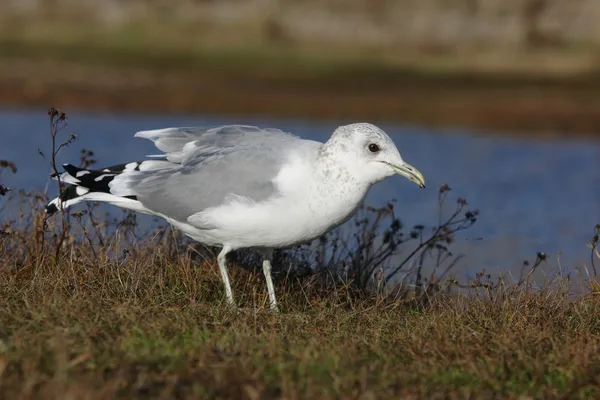 Κοινή Γλάρος, larus canus — Φωτογραφία Αρχείου