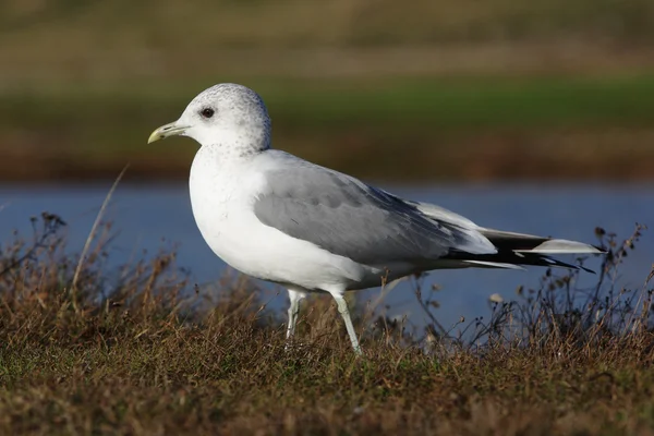 Gaviota común, Larus canus — Foto de Stock