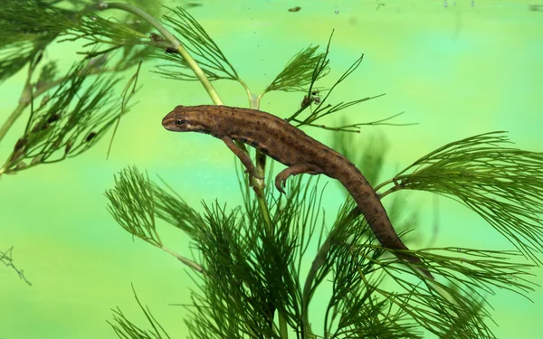 Ortak newt ya da yumuşak su keleri, triturus vulgaris — Stok fotoğraf